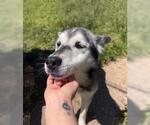 Small #1 Siberian Husky Mix