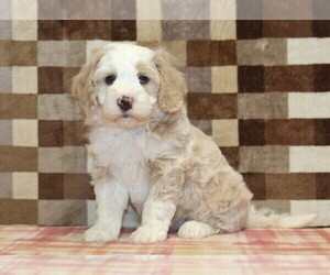 Bernedoodle (Miniature) Puppy for sale in DENVER, PA, USA