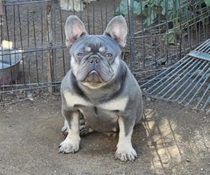 Mother of the French Bulldog puppies born on 11/21/2023