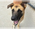 Small #1 Anatolian Shepherd Mix