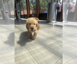 Small #5 Golden Retriever