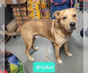 Brisket - Male Catahoula Leopard Dog-Unknown Mix Dog for Adoption - Photo #2
