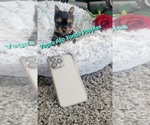 Image preview for Ad Listing. Nickname: Litter of 3
