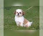 Small #15 Shih Tzu