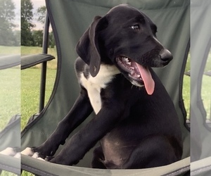 Border Collie-Redbone Coonhound Mix Puppy for sale in HILLSBORO, WI, USA