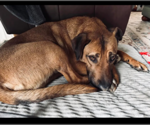 Dunson - Male Mutt Dog for Adoption - Photo #4