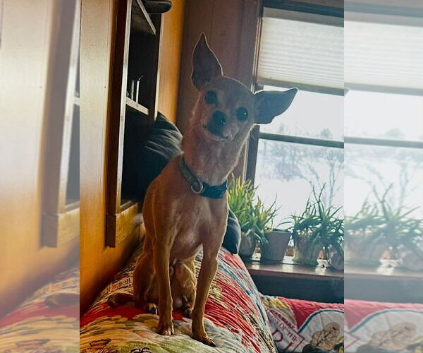 Medium Photo #4 Chihuahua Puppy For Sale in Glen Haven, WI, USA