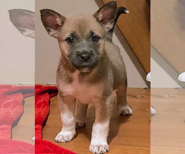 Medium Photo #1 Mutt Puppy For Sale in Westwood, NJ, USA