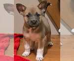 Small Mutt