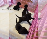 Small Photo #3 Labrador Retriever Puppy For Sale in HERALD, CA, USA