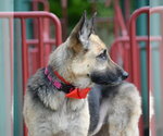 Small #3 German Shepherd Dog