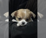 Image preview for Ad Listing. Nickname: Sahara
