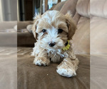 Puppy Hattie Maltipoo