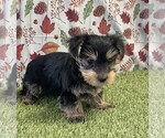 Small #2 Yorkshire Terrier