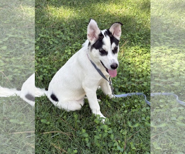 Medium Photo #1 Huskies -Unknown Mix Puppy For Sale in White Bluff, TN, USA