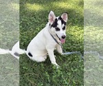 Small Huskies  Mix
