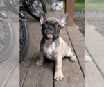 Puppy Charlie French Bulldog