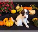 Puppy 6 Portuguese Water Dog