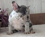 Small #4 French Bulldog