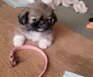 Pekingese Puppy for sale in RED LAKE, AZ, USA