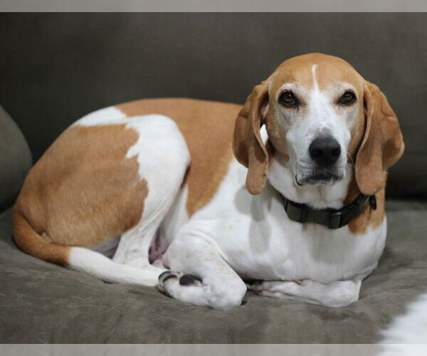 Medium Photo #2 Coonhound Puppy For Sale in Minneapolis, MN, USA