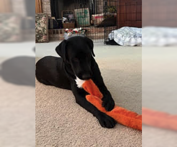 Medium Photo #4 Mutt Puppy For Sale in Plainfield, IL, USA