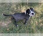 Small #2 Mutt