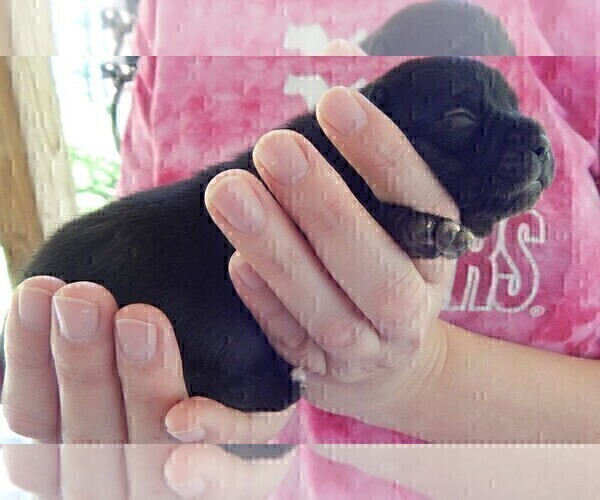 Medium Photo #5 French Bullhuahua Puppy For Sale in SPRAGGS, PA, USA