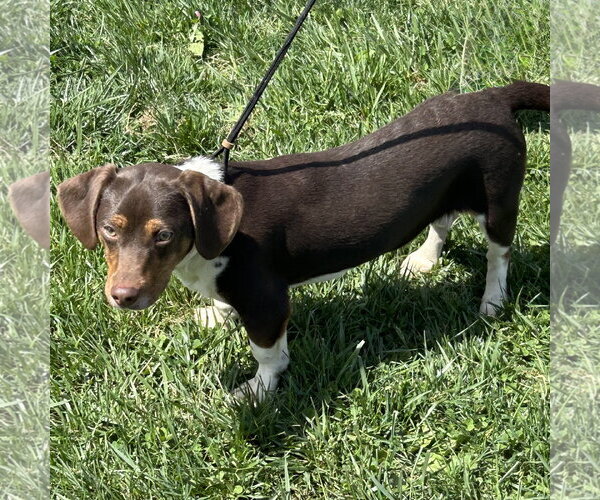 Medium Photo #2 Chiweenie Puppy For Sale in Batavia, OH, USA