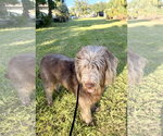 Small Photo #5 Goldendoodle Puppy For Sale in Sanford, FL, USA