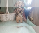 Small Photo #55 Shorkie Tzu Puppy For Sale in NEVADA, TX, USA