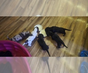 Medium Dachshund