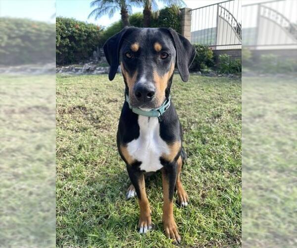 Medium Photo #2 Doberman Pinscher-Unknown Mix Puppy For Sale in Camarillo, CA, USA