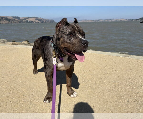 Medium Photo #3 American Bandogge mastiff Puppy For Sale in Berkeley, CA, USA
