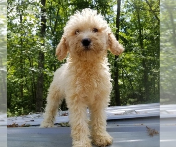 Medium Photo #4 Poodle (Standard) Puppy For Sale in SPARTA, TN, USA