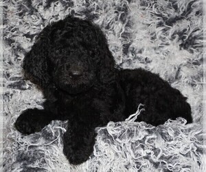 Labradoodle Puppy for sale in LA HABRA, CA, USA