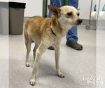 Small #2 Chihuahua Mix