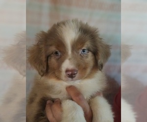 Medium Miniature American Shepherd