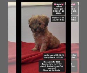 Yorkipoo Puppy for sale in TUCSON, AZ, USA