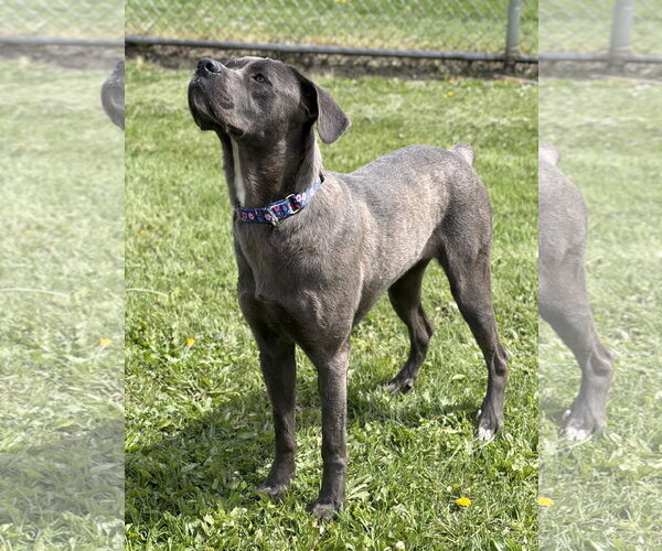 Medium Photo #4 Mutt Puppy For Sale in Jefferson, WI, USA