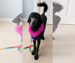 Small #5 Poodle (Standard)