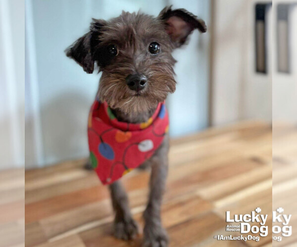 Medium Photo #2 Mutt Puppy For Sale in Washington, DC, USA