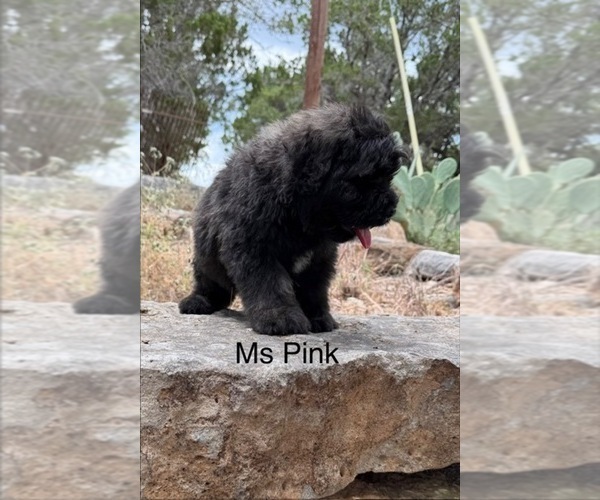 Medium Photo #3 Bouvier Des Flandres Puppy For Sale in BLANCO, TX, USA