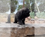 Small #2 Bouvier Des Flandres
