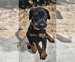Small Photo #16 Doberman Pinscher Puppy For Sale in BEGGS, OK, USA
