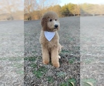 Small Photo #9 Goldendoodle Puppy For Sale in CHESNEE, SC, USA