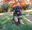 Small Photo #30 German Shepherd Dog Puppy For Sale in FOREST GROVE, OR, USA