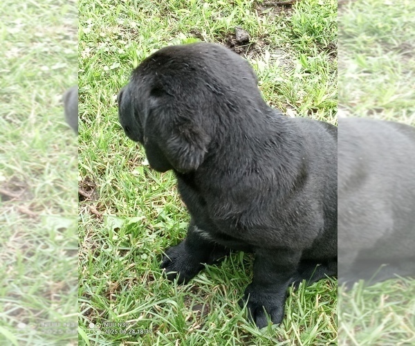 Medium Photo #2 Labrador Retriever Puppy For Sale in DES MOINES, IA, USA