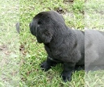 Small #1 Labrador Retriever