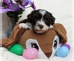 Small #6 Havanese